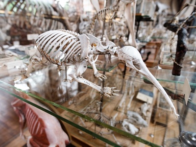 Western Long-beaked Echidna