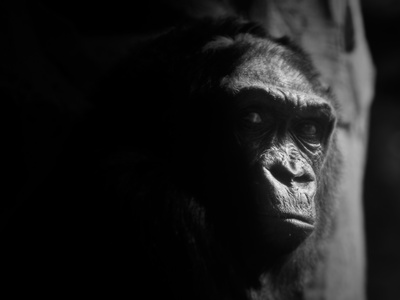 Western lowland gorilla