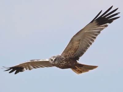 Western Marsh Harrier