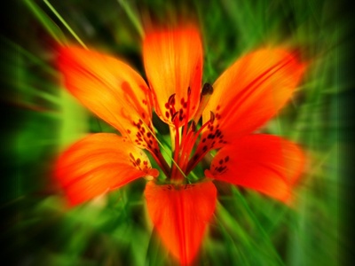 Western Red Lily