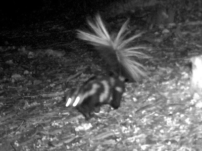 Western spotted skunk