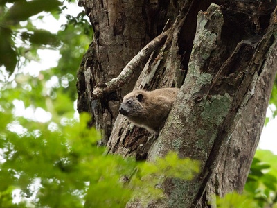Western tree hyrax