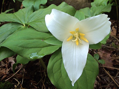 Western trillium