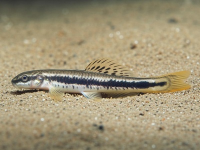 Western Vardar Spined Loach