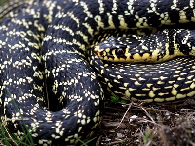 Western Whip Snake