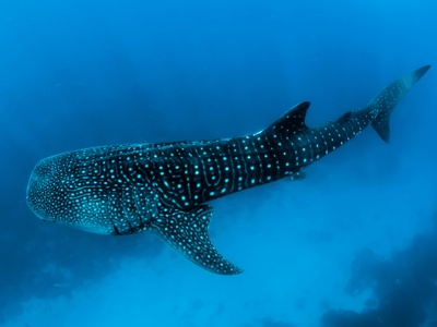 Whale shark