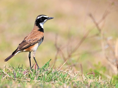 Wheatear