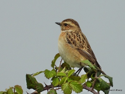 Whinchat