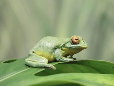 Whistling Frog