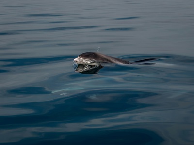 White-beaked dolphin
