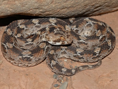 White-bellied Carpet Viper