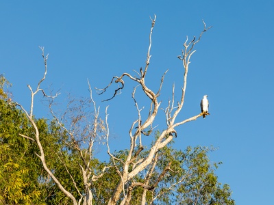 White-bellied Sea-eagle