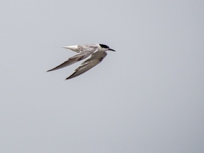 White-cheeked Tern