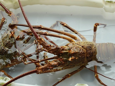 White-clawed Crayfish