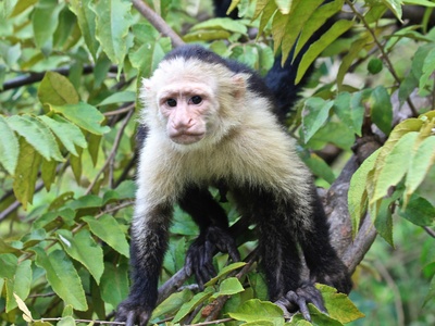 White-faced capuchin