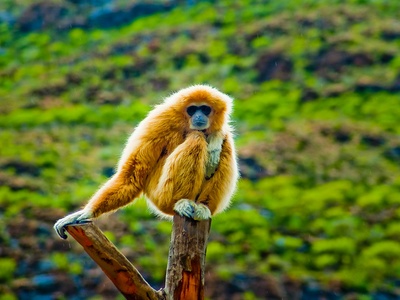 White-handed gibbon