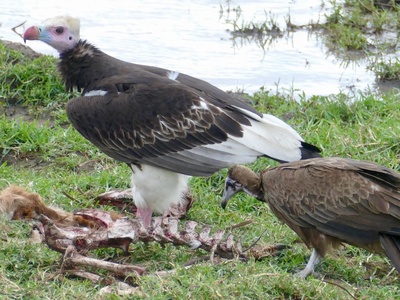 White-headed Vulture
