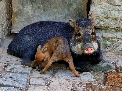 White-lipped peccary