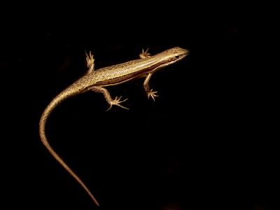 White-lipped Skink