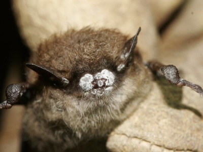 White-nose Syndrome Fungus