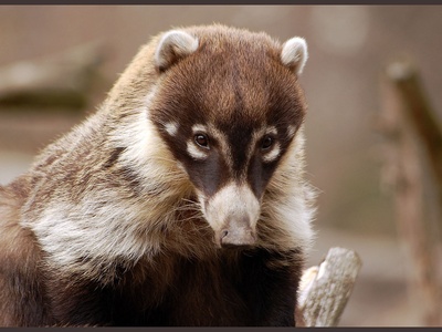 White-nosed coati