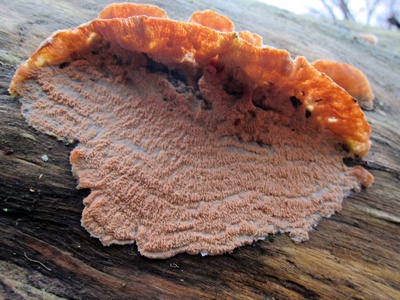 White-rot fungi