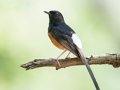 White-rumped Shama