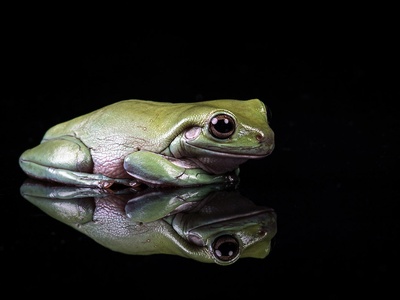 White's tree frog