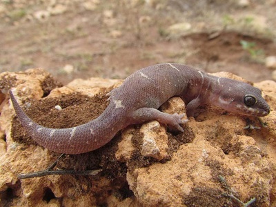 White-spotted Gecko