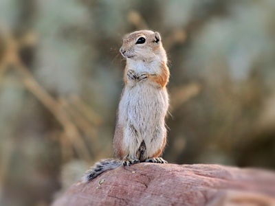 White-tailed antelope squirrel