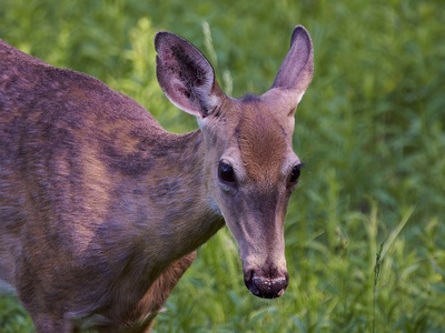 White-tailed deer