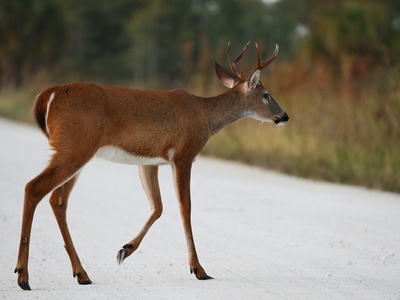 White-tailed deer