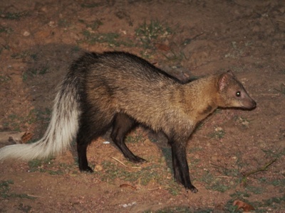 White-tailed Mongoose