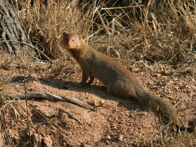White-tailed mongoose