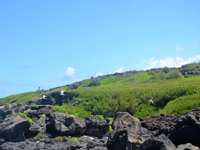 White-tailed Tropicbird