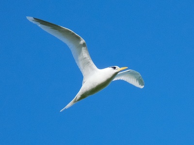 White-tailed Tropicbird