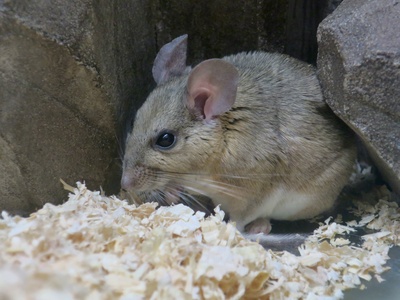 White-throated woodrat