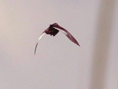 White-winged Flufftail