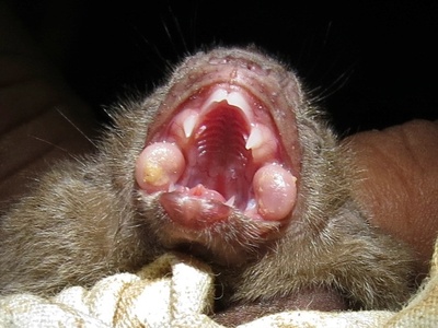 White-winged vampire bat