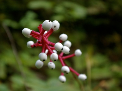White Baneberry