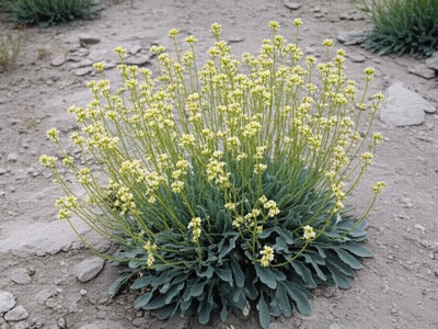 White Bladderpod