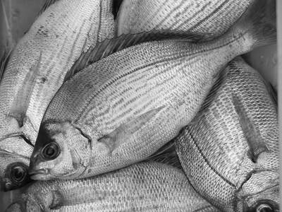 White Bream