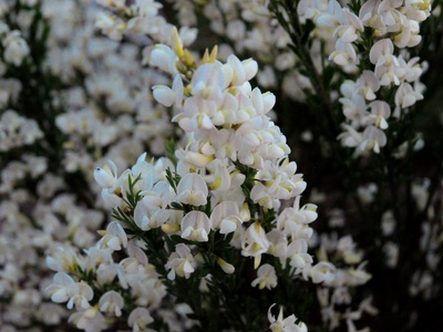 White Broom