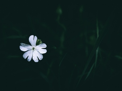 White campion