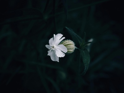 White Campion