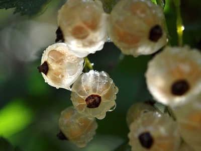 White currant