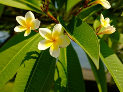 White Frangipani