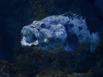 White Grouper