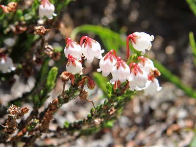 White heather