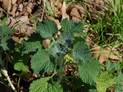 White Horehound